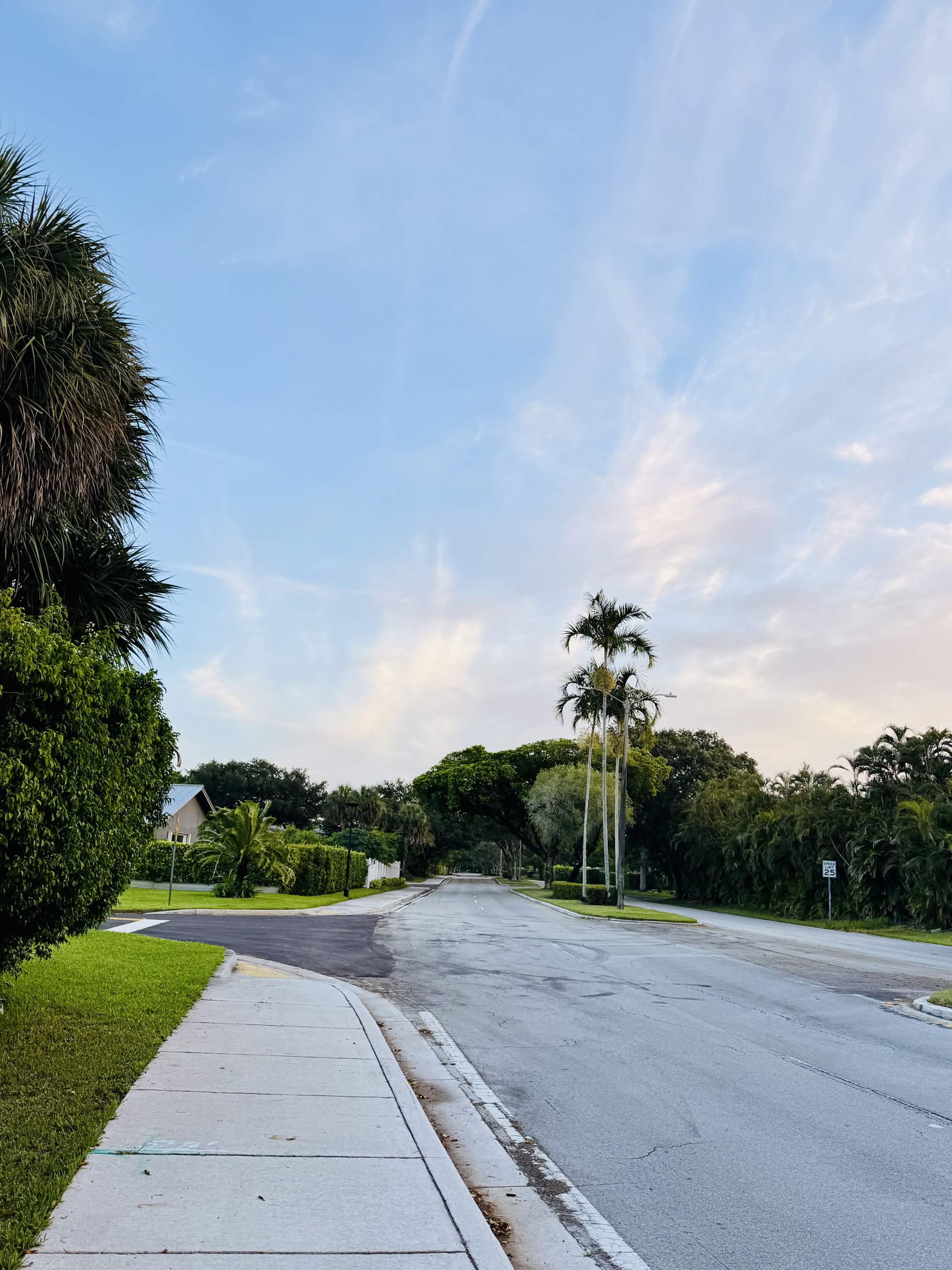 Quiet residential street at dawn, palm trees lining the road, still air.